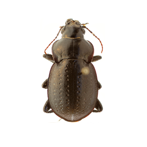 http://www.carabidae.ru/foto/thumbnails.php?album=1&page=1