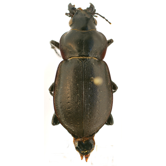 http://www.carabidae.ru/foto/thumbnails.php?album=1&page=1